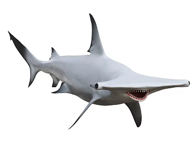 Gray Hammerhead Shark With Open Mouth And Sharp Teeth In Ocean Waters 3d model