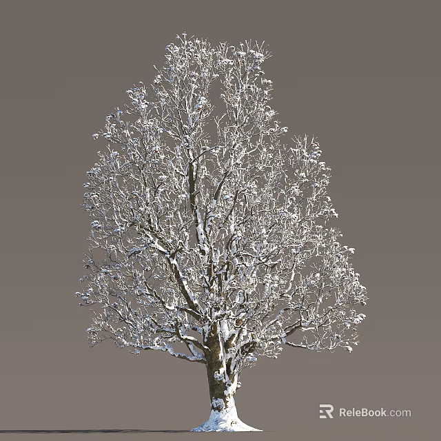 Beautiful Snow Covered Tree with Bare Winter Branches Against Gray Background 3d model
