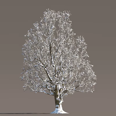 Beautiful Snow Covered Tree with Bare Winter Branches Against Gray Background 3d model