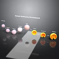 Human Embryonic Development Stages Showing Organ And Hair Formation Process