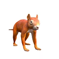Orange Squirrel Like Animal Standing Posture With Long Tail On White Background