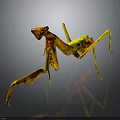 Yellow and Orange Mantis Standing with Long Legs on Gray Background with Reflection 3d model