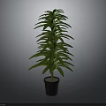 Green Leafy Plant with Lush Long Leaves in Black Pot against Gray Background