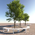 Lush Trees With Circular White Benches On Paved Ground Under Clear Blue Sky