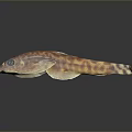 Orange Brown Spotted Aquatic Fish With Flat Body Large Eyes On Dark Reflective Background