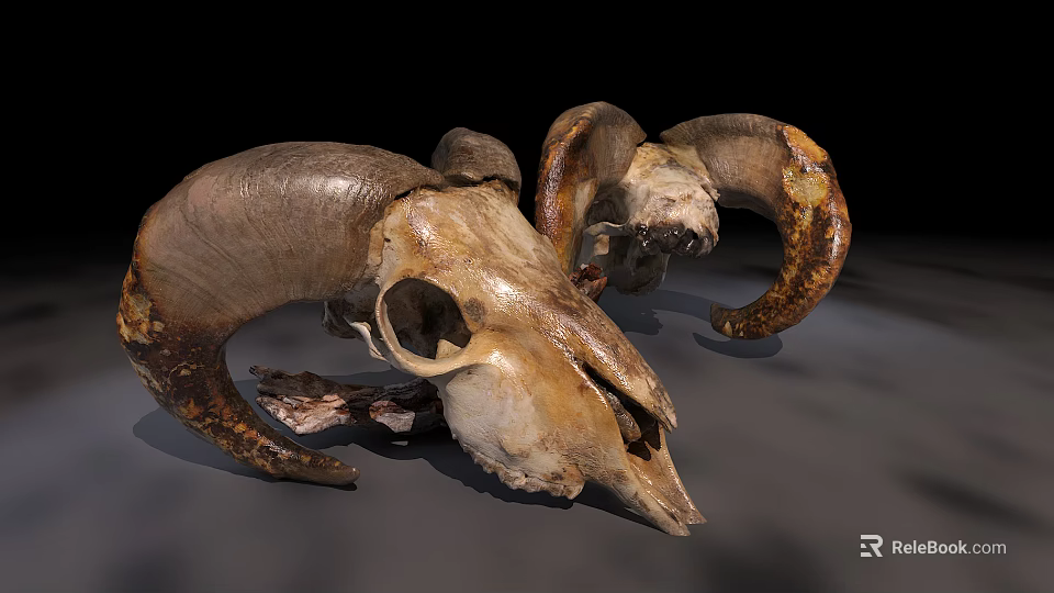 Medical Devices Anatomical Sheep Skull Models With Horns For Educational Use 3d model 