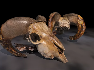 Medical Devices Anatomical Sheep Skull Models With Horns For Educational Use 3d model