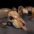 Medical Devices Anatomical Sheep Skull Models With Horns For Educational Use