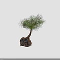 Natural Tree With Twisted Trunk And Entwined Roots Around Large Stone 3d model