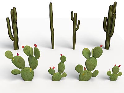 Green Cactus Plants With Tall Stems Flat Pads and Red Fruits in Various Sizes 3d model