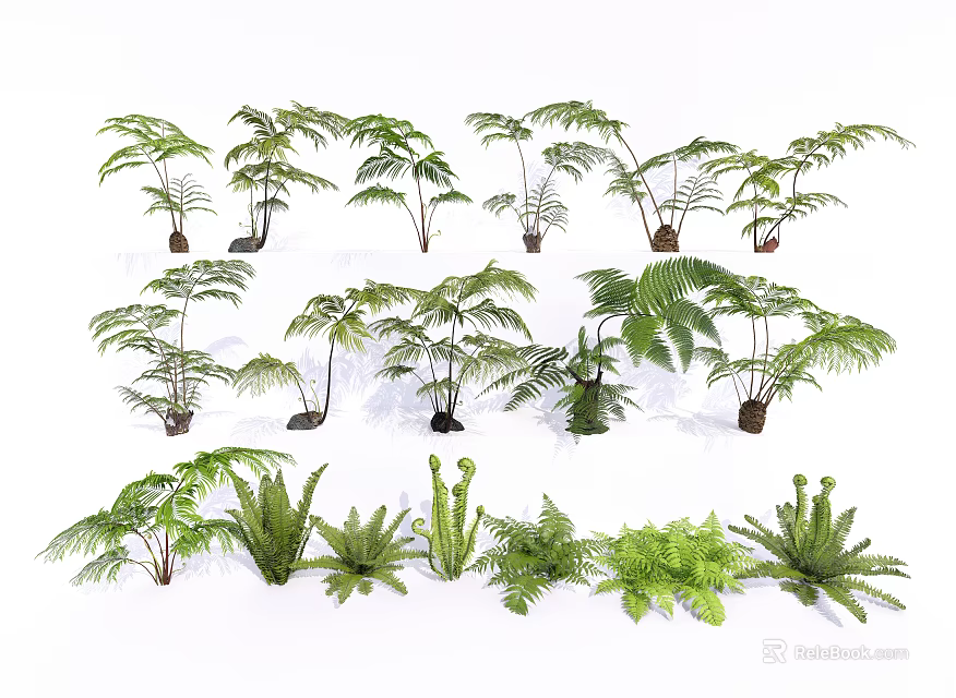 Various Green Fern Plant Species in Different Sizes and Natural Shapes 3d model 