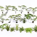 Various Green Fern Plant Species in Different Sizes and Natural Shapes