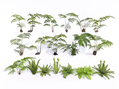 Various Green Fern Plant Species in Different Sizes and Natural Shapes 3d model