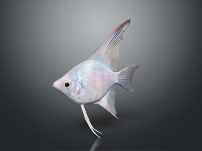 Light Colored Angelfish With Long Fins Isolated On Dark Background With Reflection 3d model
