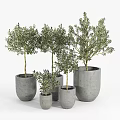 Stylish Bonsai Potted Olive Trees in Concrete Pots of Various Sizes