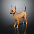 Light Brown Chihuahua Dog Standing On Dark Reflective Surface With Ears Perked And Alert Expression