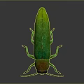 Realistic Green Insect 3D Model Featuring Orange Body Large Eyes Antennae And Long Legs