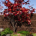 Vibrant Red Maple Tree With Colorful Leaves Woven Bamboo Fence Stone Lantern Green Ferns