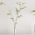 Elegant Glass Ceramic Vases With Leafy Green Plants On White Wall Shelf