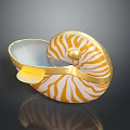 Nautilus Marine Creature With Yellow And White Striped Shell And Golden Edges