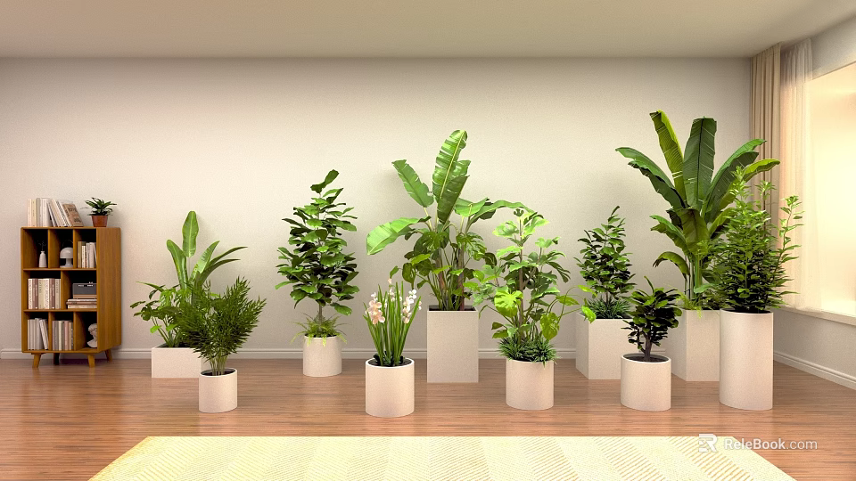 Indoor Green Plants Display With White Planters Arranged On Wooden Floor And Light Colored Wall 3d model 