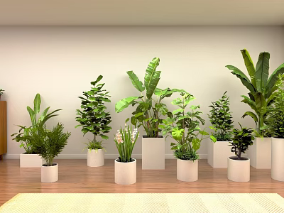 Indoor Green Plants Display With White Planters Arranged On Wooden Floor And Light Colored Wall 3d model