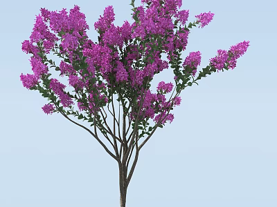 Lush Arbor Tree With Purple Flowers And Dense Branches On Light Blue Background 3d model