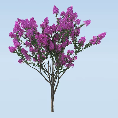 Lush Arbor Tree With Purple Flowers And Dense Branches On Light Blue Background 3d model