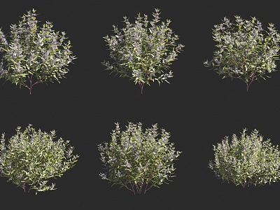 Cagledonia myrensis Blue Beard Deciduous Shrub 3d model