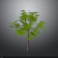 Lush Green Tree With Vibrant Green Leaves And Brown Trunk Against Gray Background