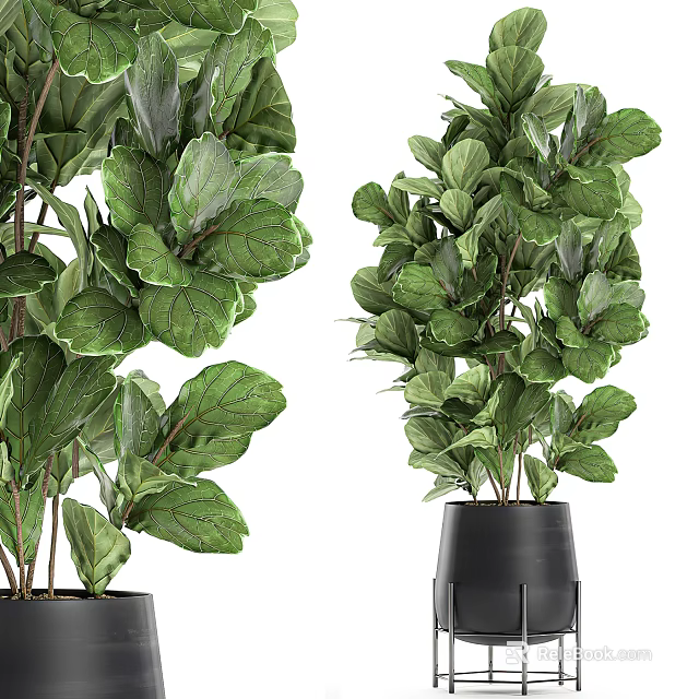 Lush Green Potted Plant With Broad Lush Leaves In Black Pot For Indoor Decoration 3d model 