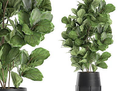 Lush Green Potted Plant With Broad Lush Leaves In Black Pot For Indoor Decoration 3d model