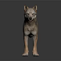 Realistic 3D Wolf Model Standing On Dark Surface With Reflection 3d model