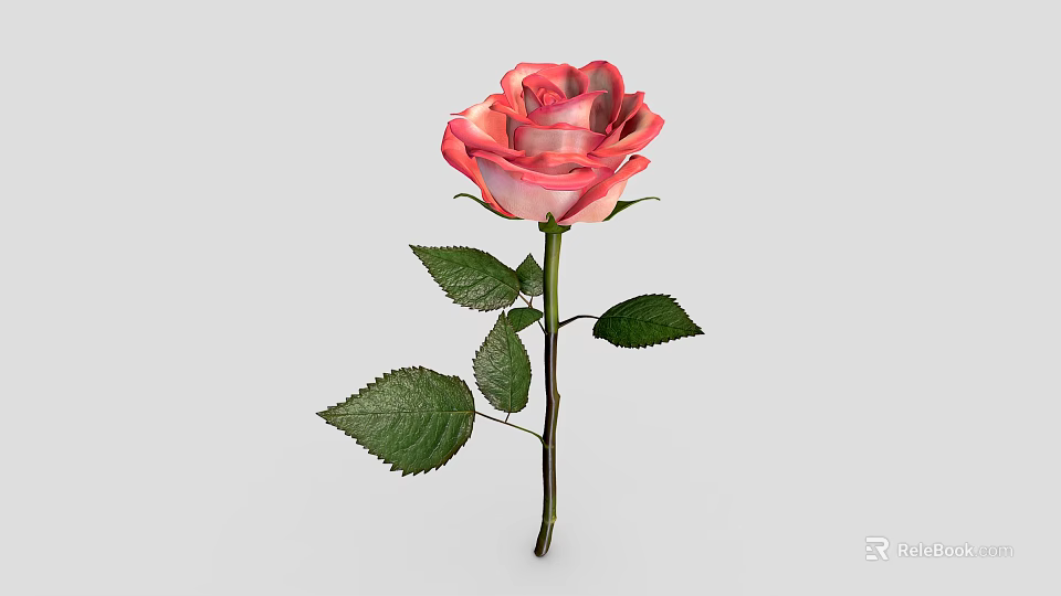 Pink and White Gradient Rose with Green Leaves and Stem on Gray Background 3d model 
