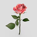 Pink and White Gradient Rose with Green Leaves and Stem on Gray Background