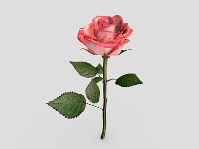 Pink and White Gradient Rose with Green Leaves and Stem on Gray Background 3d model