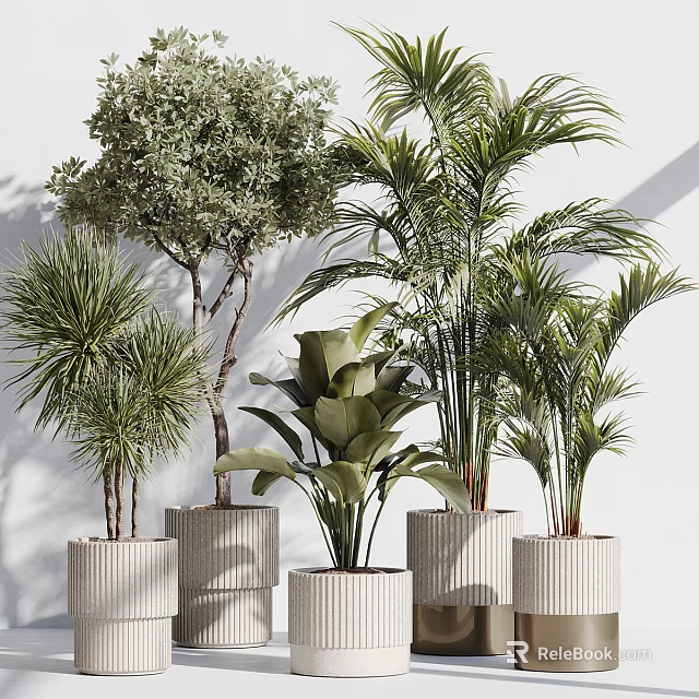 Bonsai and Potted Green Plants with Lush Leaves in Textured White Pots for Indoor Decor 3d model 