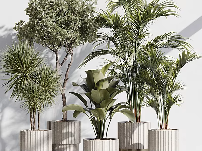 Bonsai and Potted Green Plants with Lush Leaves in Textured White Pots for Indoor Decor 3d model
