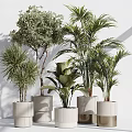 Bonsai and Potted Green Plants with Lush Leaves in Textured White Pots for Indoor Decor