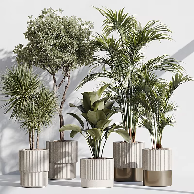 Bonsai and Potted Green Plants with Lush Leaves in Textured White Pots for Indoor Decor 3d model