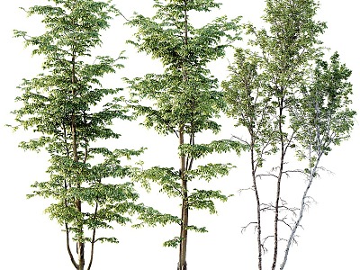 trees plants landscape trees model