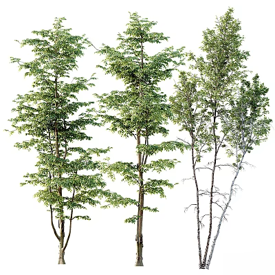 Multiple Tall Trees With Lush Green Foliage And Slender Trunks In Natural 3d model