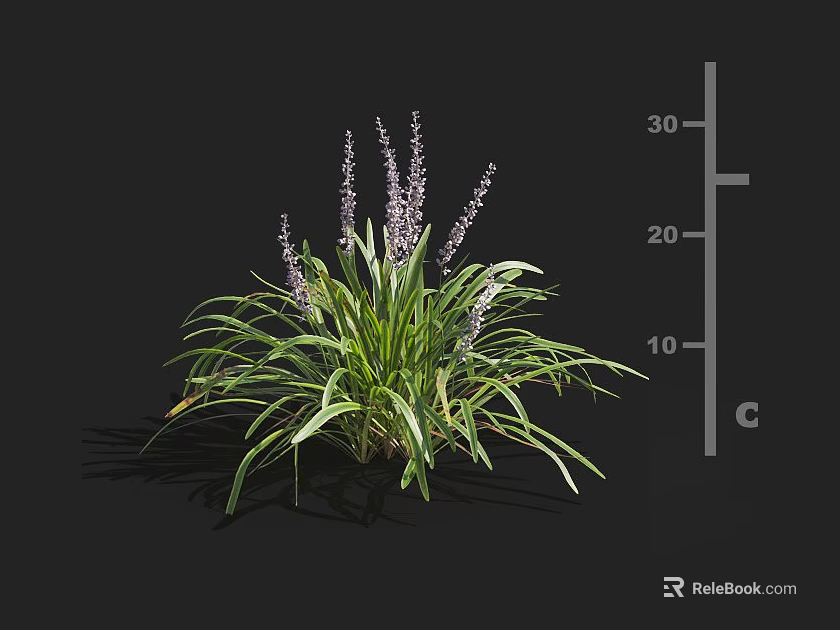 Purple Flower Spikes Plant Featuring Green Slender Leaves And 30 Cm Height Scale 3d model 