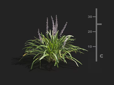 Purple Flower Spikes Plant Featuring Green Slender Leaves And 30 Cm Height Scale 3d model