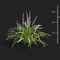 Purple Flower Spikes Plant Featuring Green Slender Leaves And 30 Cm Height Scale