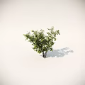 Various Shrub Varieties For Garden Landscaping With Different Sizes And Shapes 3d model