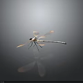 Dragonfly With Pink And Orange Transparent Wings And White Body On Dark Background 3d model