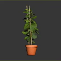 Healthy Green Potted Plant With Lush Leaves And Wooden Support In Orange Pot