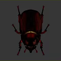 Rhinoceros Beetle With Large Horn Red Black Shiny Exoskeleton And Body Details On Dark Background
