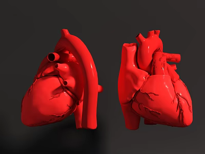 Thoracic Organ Human Heart Anatomical Model Detailed Structure 3d model